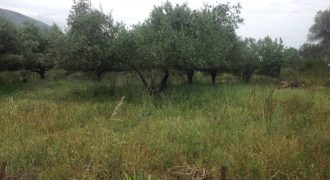 Πωλείται αγροτεμάχιο στην Φασκομηλιά. (018)