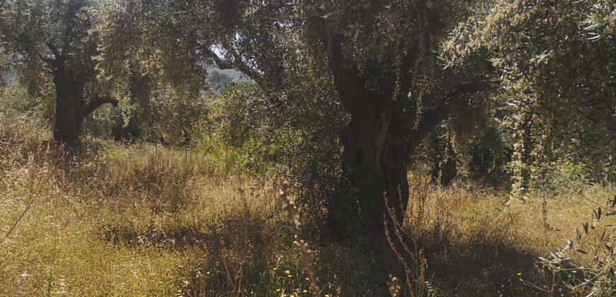 Πωλείται Οικόπεδο 1.045 τ.μ. στα Σύβοτα Θεσπρωτίας 180.000 € (319)