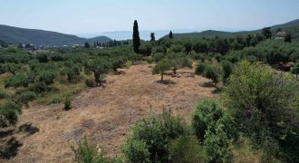 Πωλούνται τέσσερα οικόπεδα στην Πέρδικα Θεσπρωτίας. 52.0000€ το καθένα. (414)