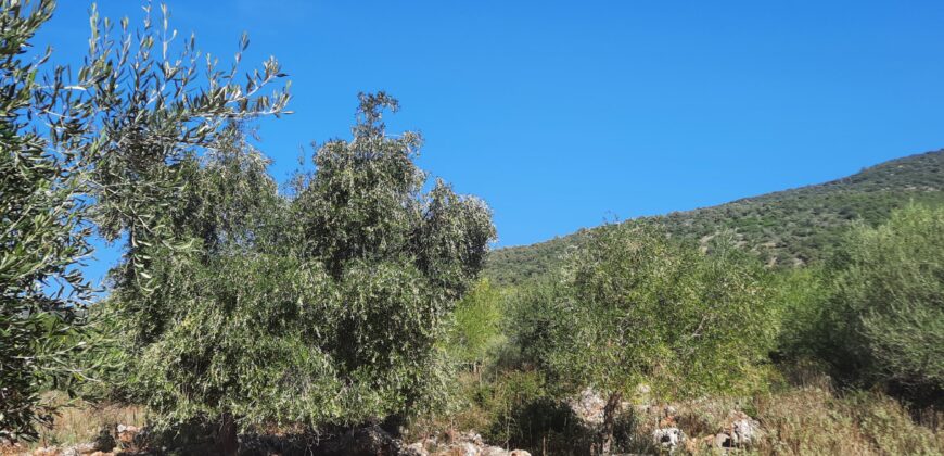 Plot of land 5,688 sq.m. for sale. in Perdika Thesprotia. €100,000 (116)