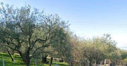 Πωλείται γωνιακό οικόπεδο 1.399,47 τ.μ. στην Πέρδικα Θεσπρωτίας. 170.000€ (113)