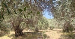 Πωλείται αγροτεμάχιο   2.146,52 τ.μ. στα Σύβοτα Θεσπρωτίας 220.000€ (205)