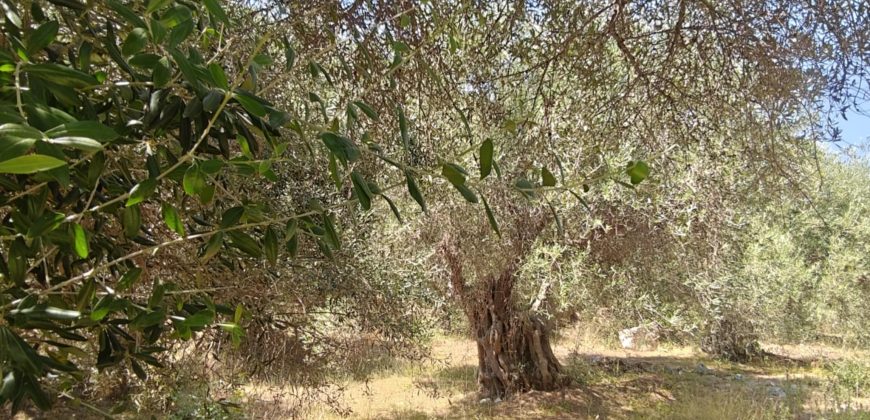 For sale plot of land 2,146.52 sq m in Sivota, Thesprotia 220,000€ (205)