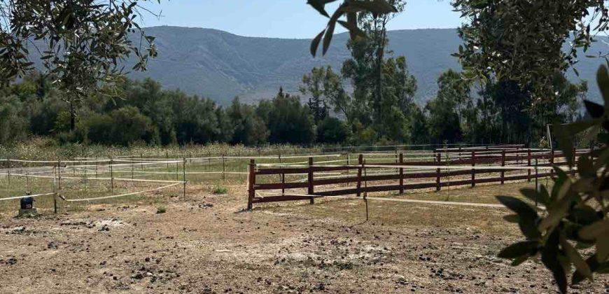 Πωλείται αγροτεμάχιο 7.187 τ.μ. στην Σκορπιώνα Πλαταριάς 90.000€ (172)