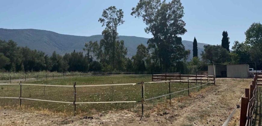 Πωλείται αγροτεμάχιο 7.187 τ.μ. στην Σκορπιώνα Πλαταριάς 90.000€ (172)
