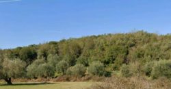 For sale plot of land-olive grove 4,518.21 sq m in Mazarakia, Igoumenitsa 68,000€ (123)